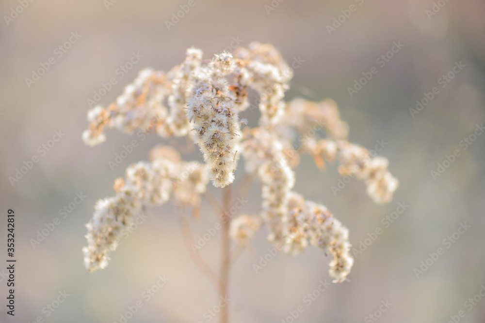 Flowers grass dead wood in the spring natural background Flowers grass dead wood in the spring natural background