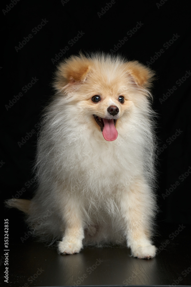 Cream color fluffy pomeranian spitz puppy dog with tongue out sitting full length portrait against black background in studio Cream color fluffy pomeranian spitz puppy dog with tongue out sitting full length portrait against black background in studio