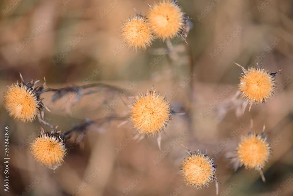 Close up of purple thistles in summer on yellow green bokeh background