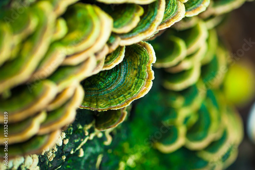 Mushrooms growing on pine stump in the autumn forest. Macro image.
