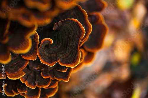 Mushrooms growing on pine stump in the autumn forest. Macro image. photo