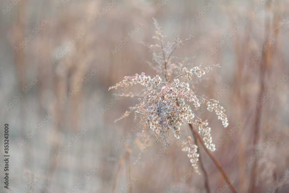 Flowers grass dead wood in the spring natural background