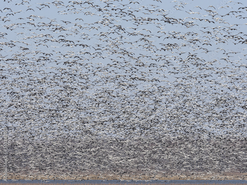 Winter Flock Winter Flock