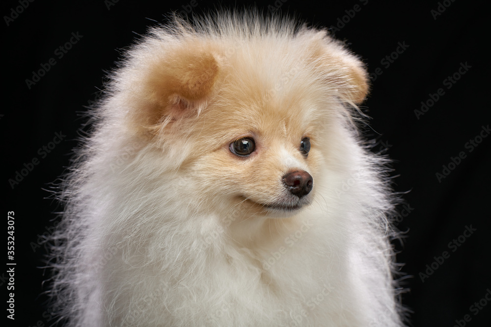 Cream color fluffy pomeranian spitz puppy dog closeup portrait against black background in studio