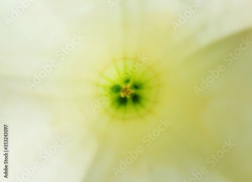 Flower close up