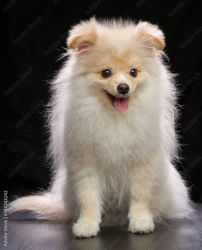 Cream color fluffy pomeranian spitz puppy dog with tongue out sitting full length portrait against black background in studio