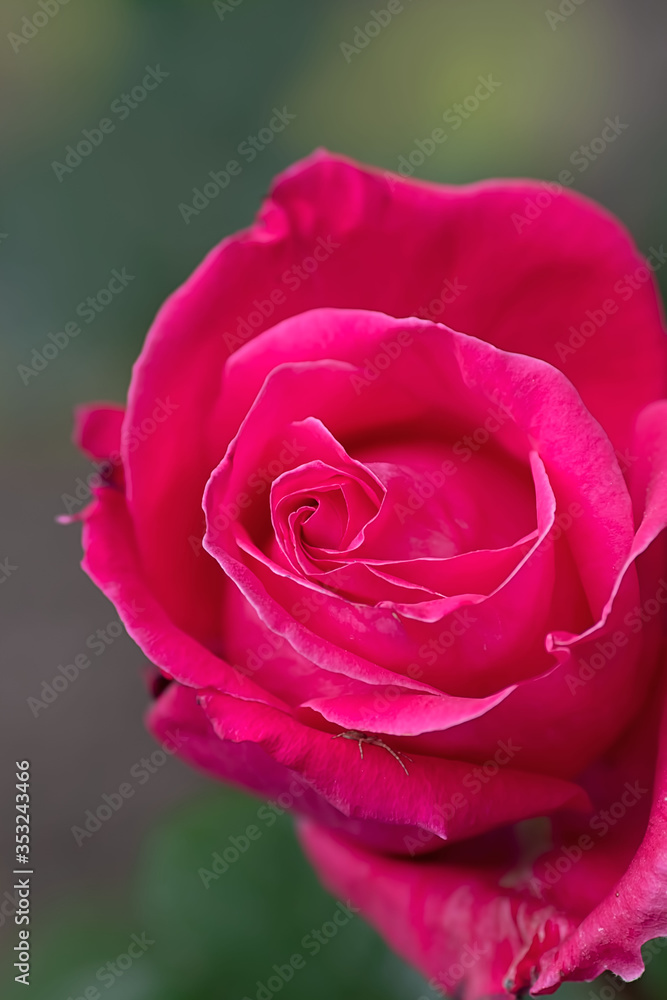 Large red rose that grows in the garden close-up Large red rose that grows in the garden close-up