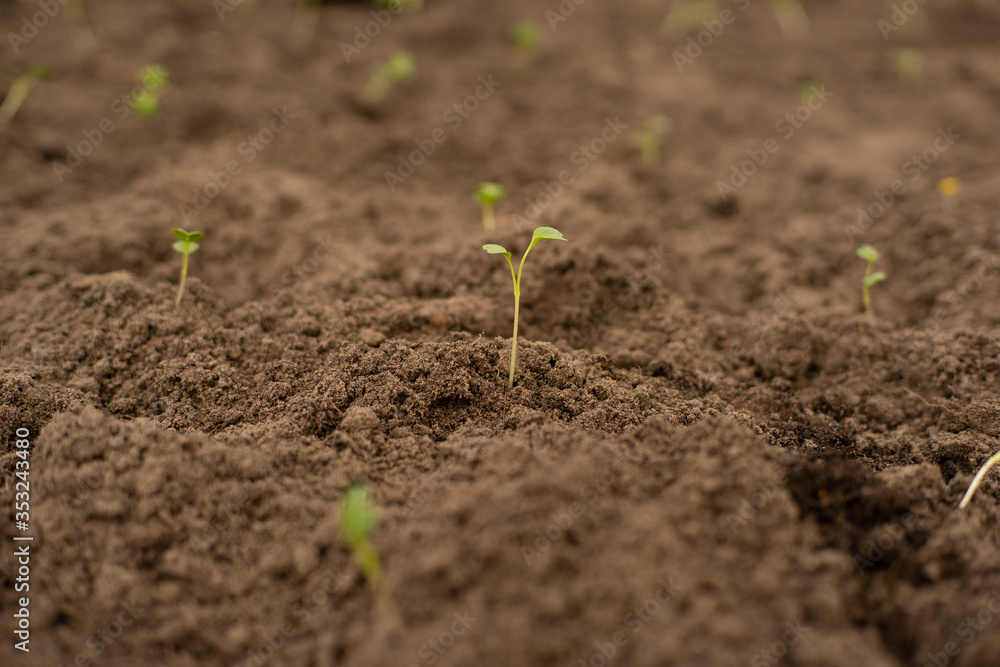 Plantjes groeien uit de grond Plantjes groeien uit de grond