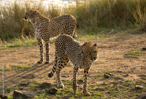 A pair of  Cheetah near Mara river at Masai Mara  Kenya