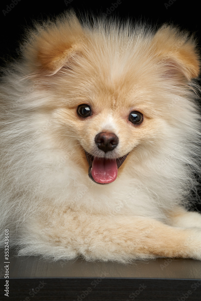 Happy joyful Cream color fluffy pomeranian spitz puppy dog with tongue out closeup portrait against black background in studio
