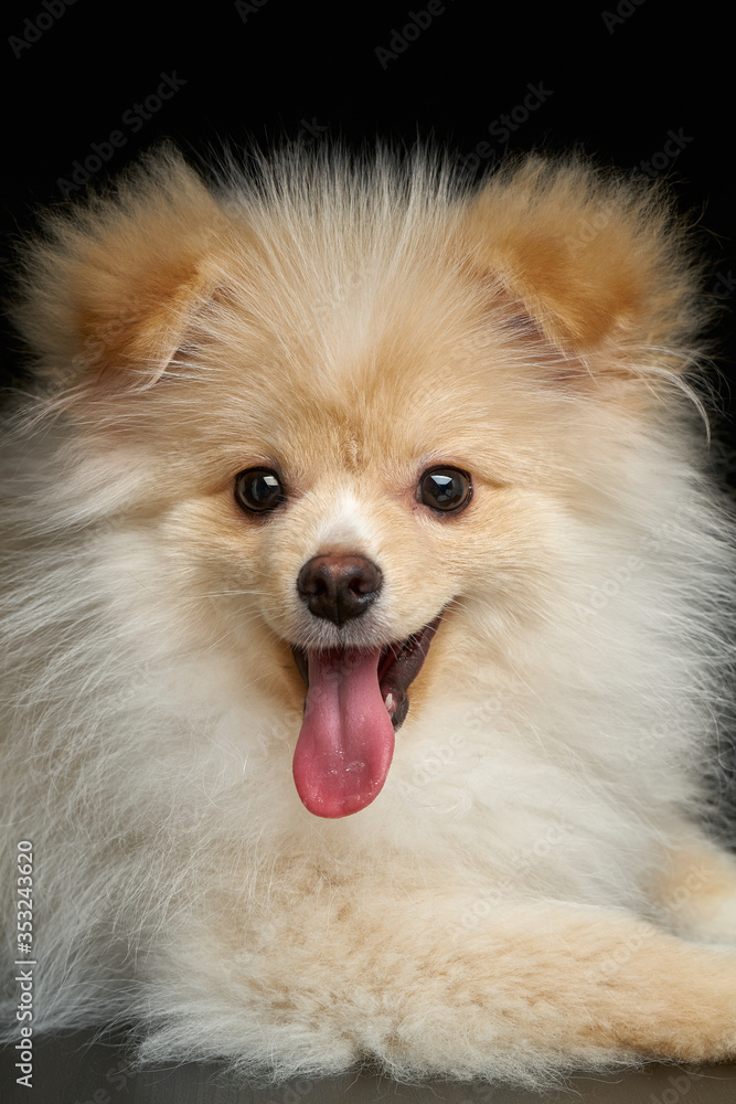 Happy joyful Cream color fluffy pomeranian spitz puppy dog with tongue out closeup portrait against black background in studio