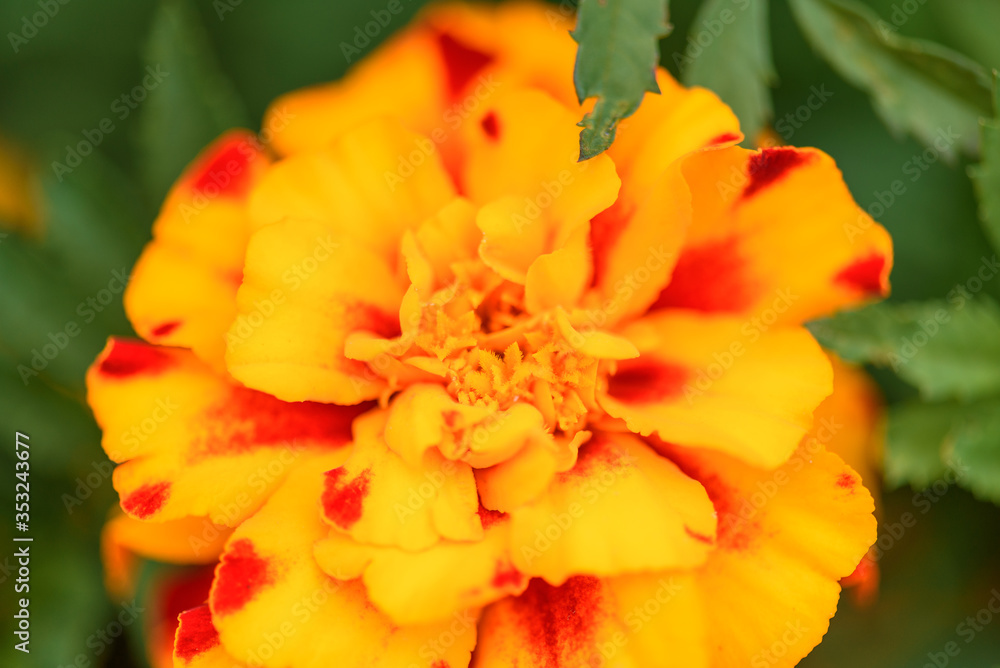 Unpretentious, annual marigold flowers in the summer garden. Flower background in summer Unpretentious, annual marigold flowers in the summer garden. Flower background in summer