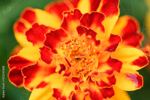 Unpretentious  annual marigold flowers in the summer garden. Flower background in summer