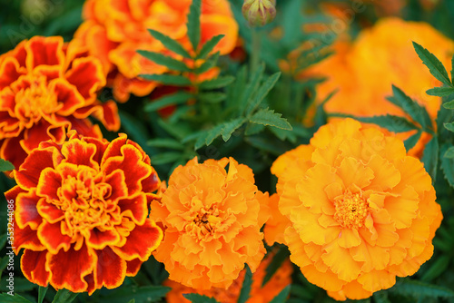 Unpretentious, annual marigold flowers in the summer garden. Flower background in summer