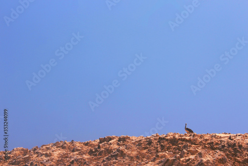 Lonely pelican resting on an island