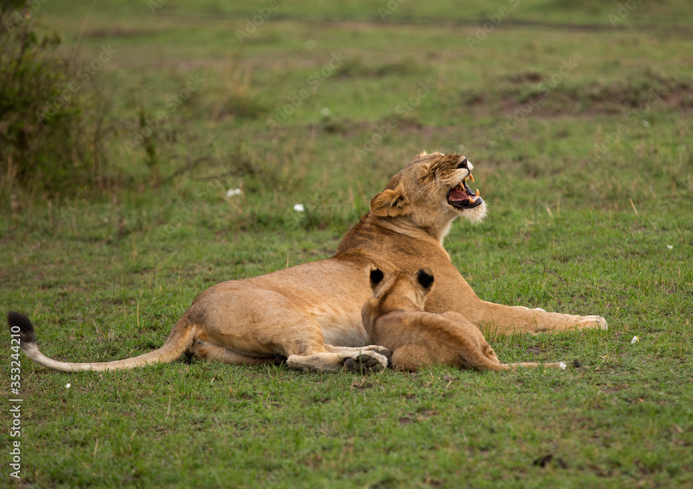 Lioness yawning relazing on green at Masai Mara, Kenya Lioness yawning relazing on green at Masai Mara, Kenya