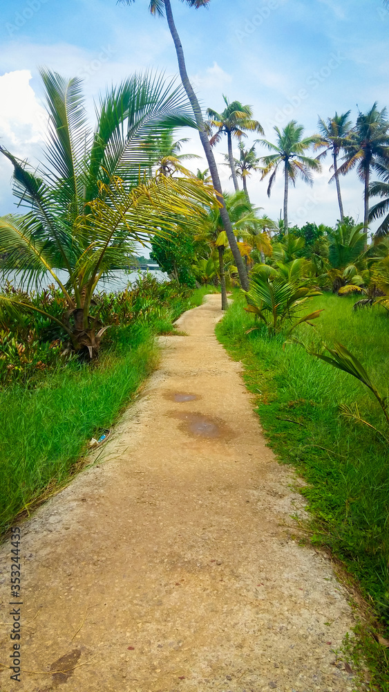 Muddy path near shores of Kerala Backwaters filled with greenery.