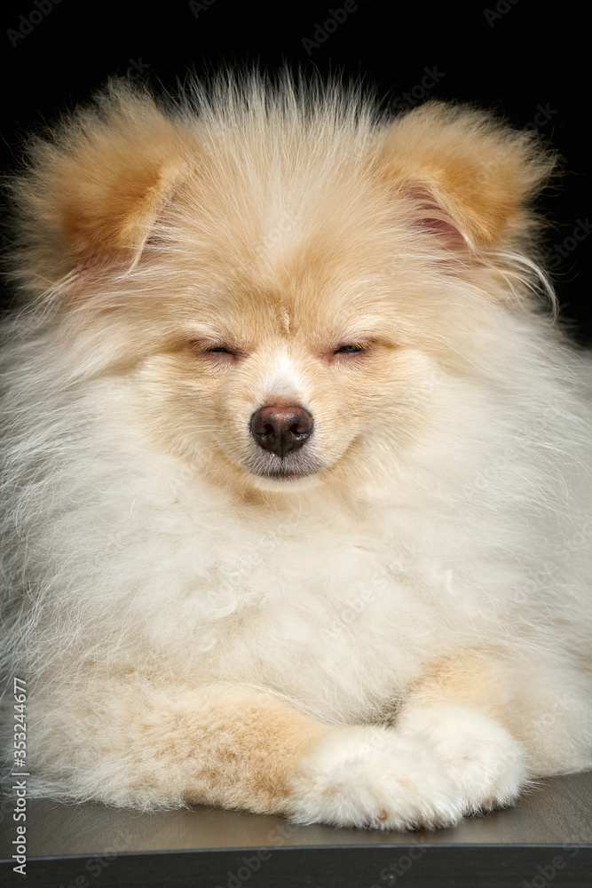 Cream color fluffy pomeranian spitz puppy dog lying portrait against black background in studio Cream color fluffy pomeranian spitz puppy dog lying portrait against black background in studio
