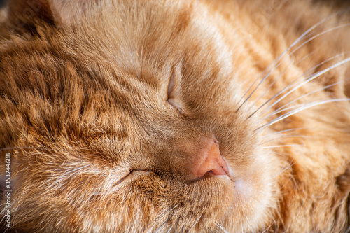 Close up of orange cat sleeping in the sunlight