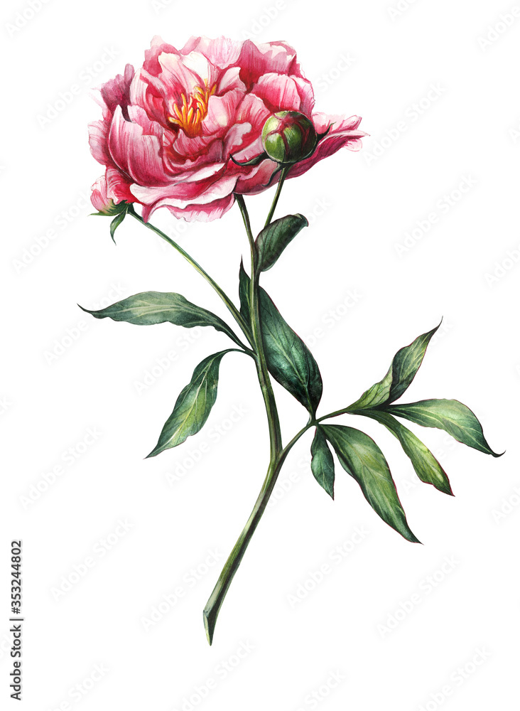 Watercolor hand-drawn realistic pink peony flower with two buds. Botanical illustration isolated on white background.