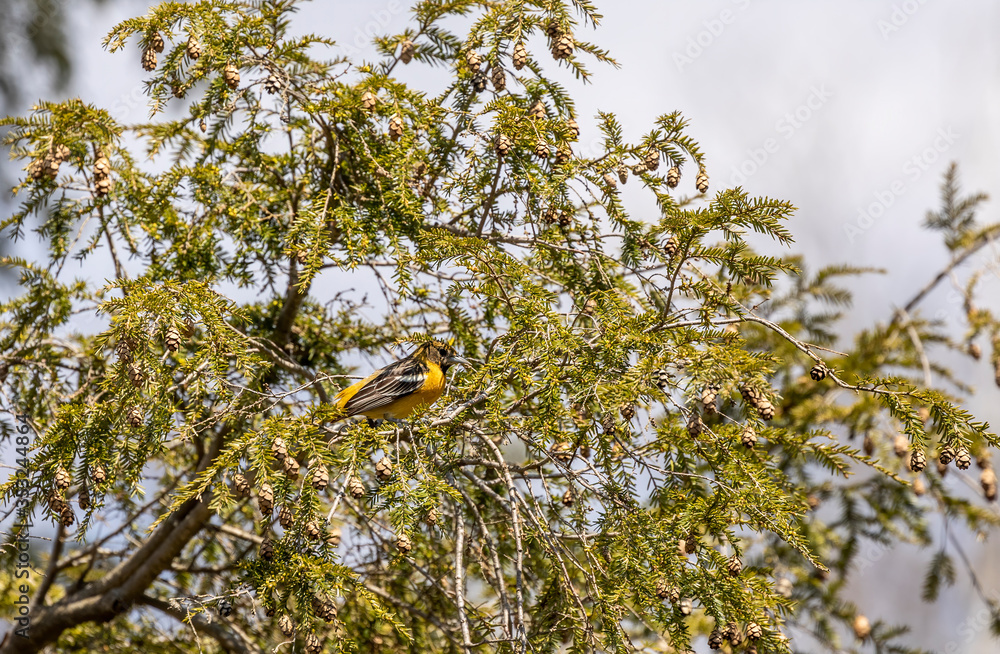 The Baltimore oriole (Icterus galbula) is a small blackbird in eastern North America .Natural scene from Wisconsin state park. The Baltimore oriole (Icterus galbula) is a small blackbird in eastern North America .Natural scene from Wisconsin state park.