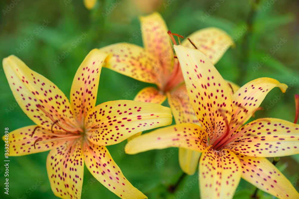 Blooming tiger Lily Bush with large yellow flowers in the summer sun on a green background close-up Blooming tiger Lily Bush with large yellow flowers in the summer sun on a green background close-up