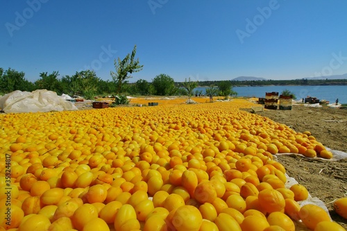 Malatya, Turkey - Apricot production has an important place in the economy of Malatya Malatya apricots and famous in the world.