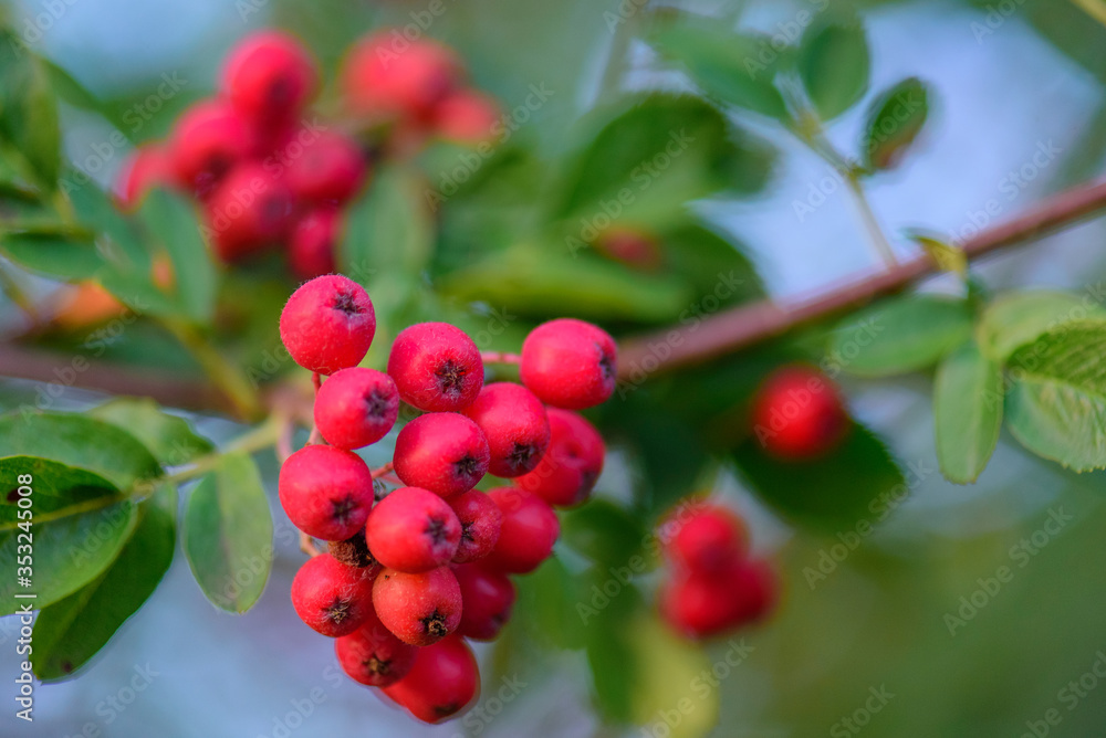 Red mountain ash on a branch, macro photo with selective focus