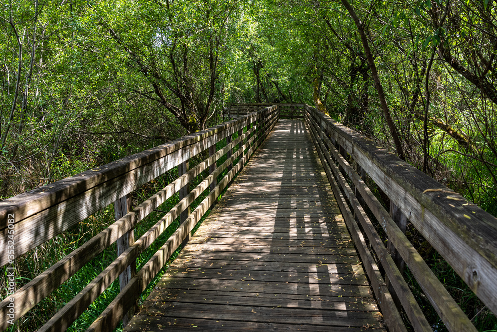 Boardwalk trail through a canopy of deciduous trees, dappled sun
