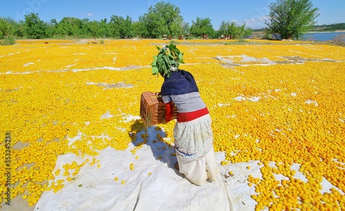 Malatya, Turkey - Apricot production has an important place in the economy of Malatya Malatya apricots and famous in the world.