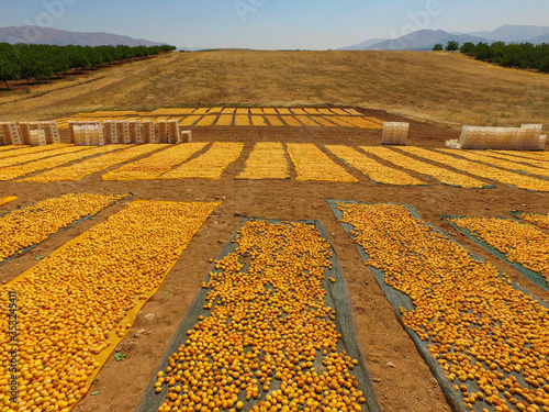Malatya, Turkey - Apricot production has an important place in the economy of Malatya Malatya apricots and famous in the world.