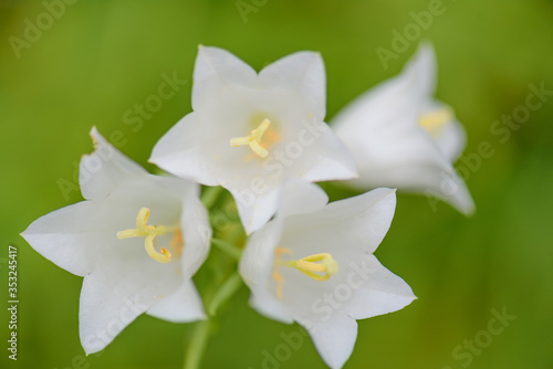 White bluebells bloom on a background of green grass. Background horizontal.