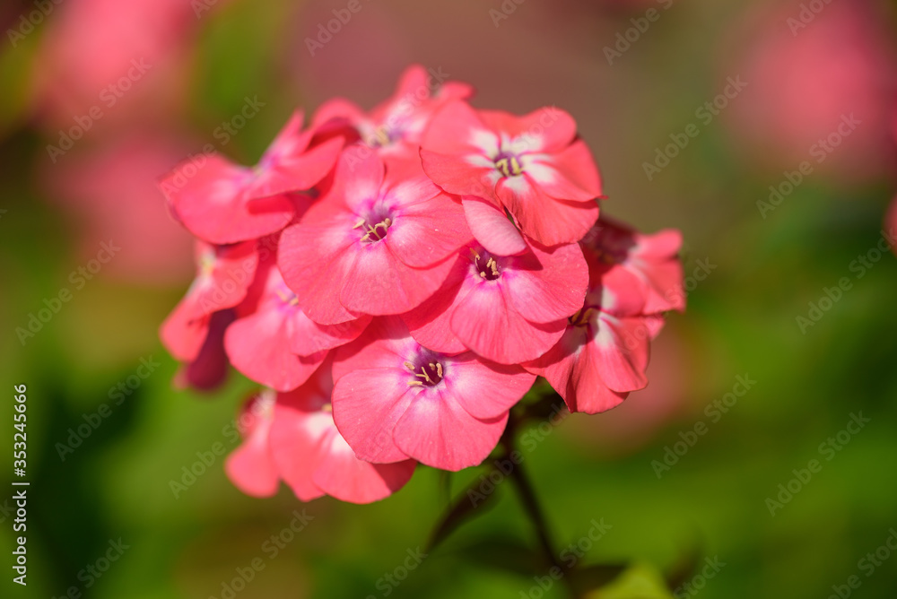 Beutiful, violet phlox flowers. Herbs in a home, perennial garden, friendly to insects, especially for bees. Beutiful, violet phlox flowers. Herbs in a home, perennial garden, friendly to insects, especially for bees.