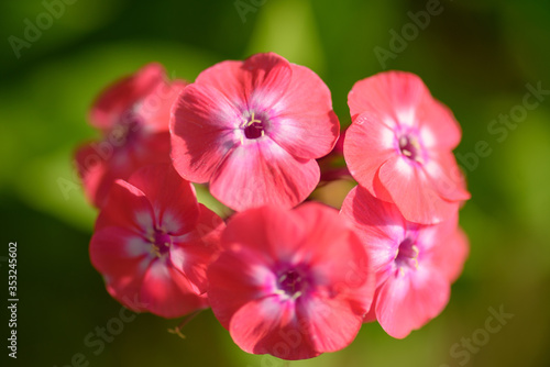 Beutiful, violet phlox flowers. Herbs in a home, perennial garden, friendly to insects, especially for bees.