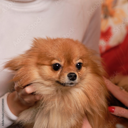 female friends hugging the small cute ginger dog in between them in cafe on a happy day. beautiful girls with pets sitting with wine in restaurant.