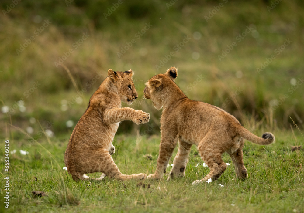 Lion cubs playing at Masai Mara, Kenya Lion cubs playing at Masai Mara, Kenya