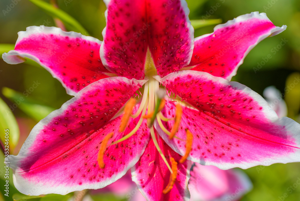 Beautiful Lily flower on green leaves background. Closeup image plant blooming pink tiger lily in the garden Beautiful Lily flower on green leaves background. Closeup image plant blooming pink tiger lily in the garden