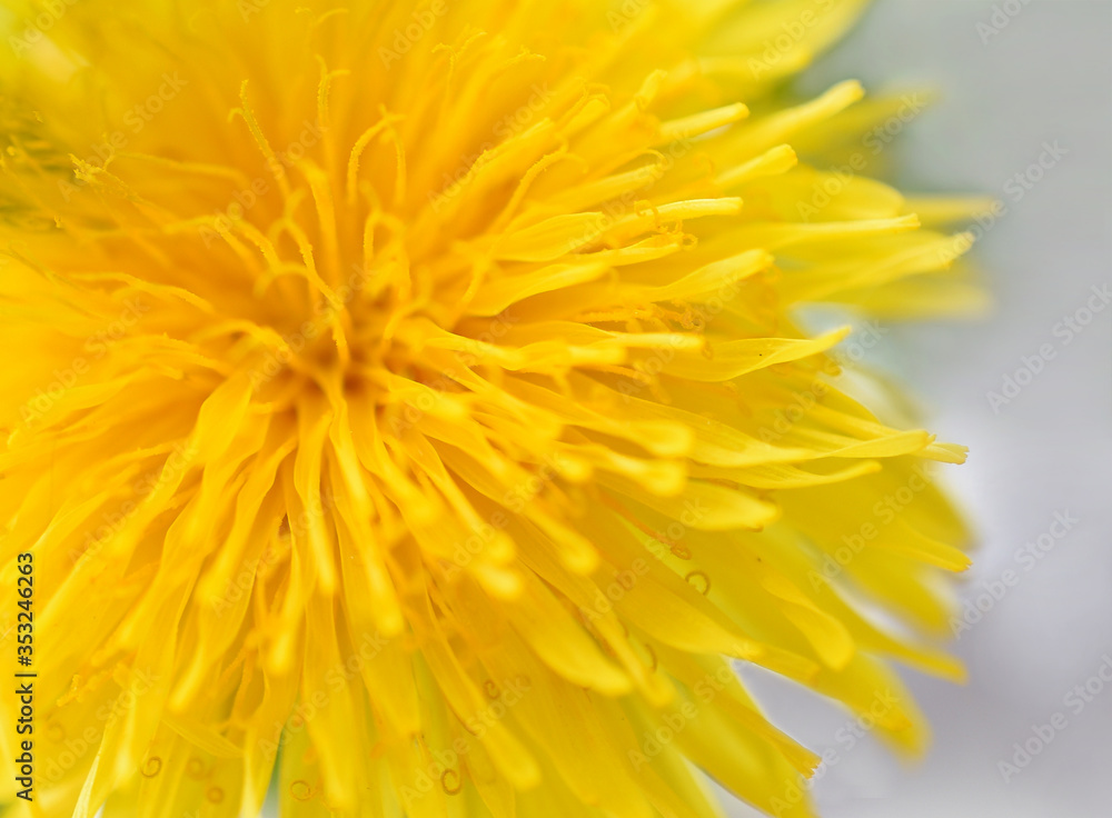 Dandelion close-up Dandelion close-up