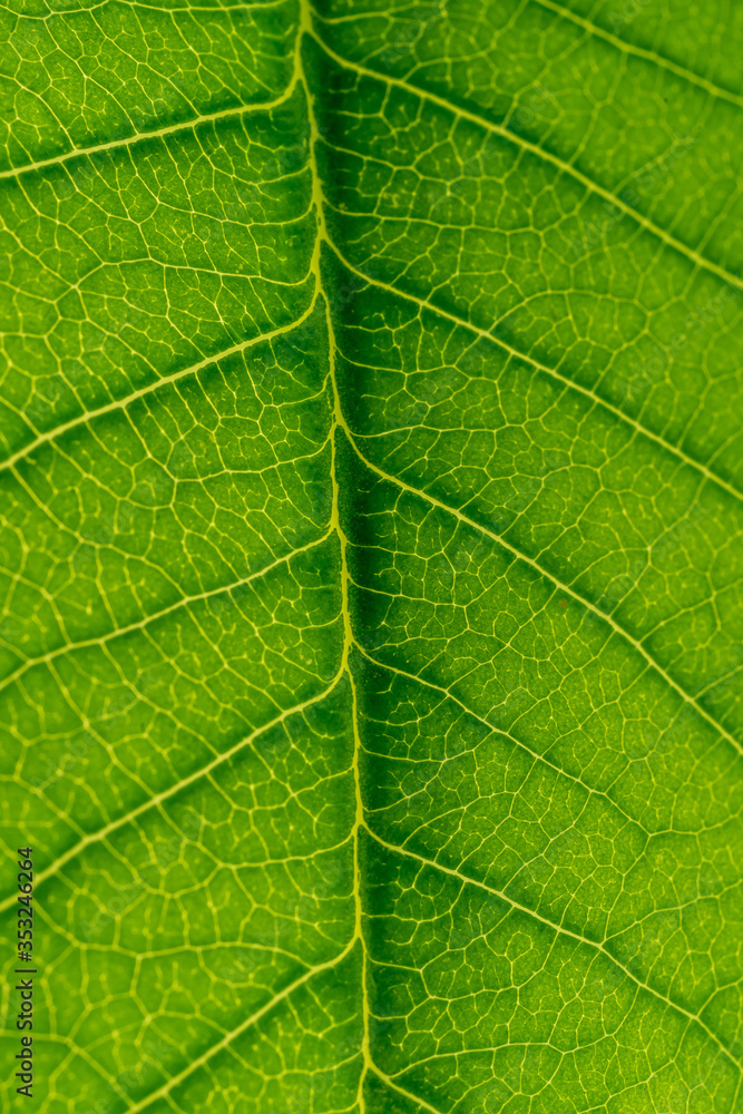 abstract green leaf texture, nature background, tropical leaf abstract green leaf texture, nature background, tropical leaf