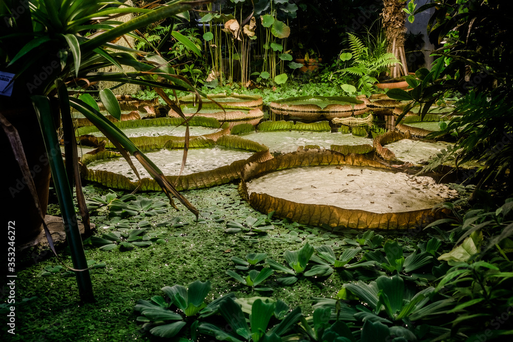 giant water lily leaves on a pond in a tropical garden giant water lily leaves on a pond in a tropical garden