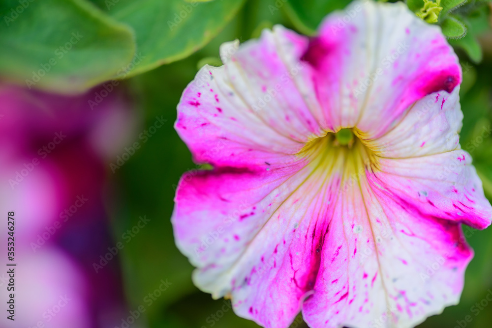 Naklejka premium Selective focus beautiful purple Petunia flower blooming in a garden.
