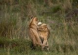 Lion cubs playing at Masai Mara in the evening hours, Kenya