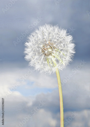 Dandelion on a background of cloudy sky