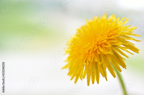 Bright yellow dandelion close-up on a light gray background
