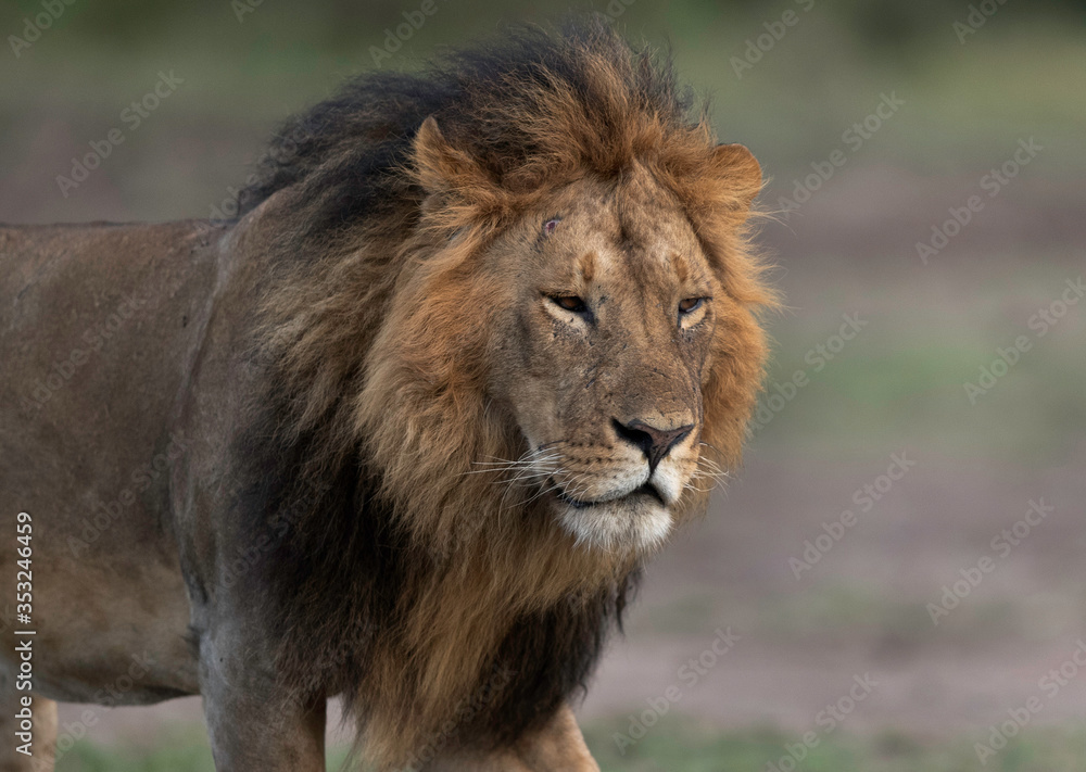 Closeup of a subadult Lion  at Masai Mara, Kenya