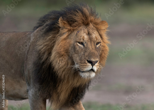 Closeup of a subadult Lion  at Masai Mara  Kenya