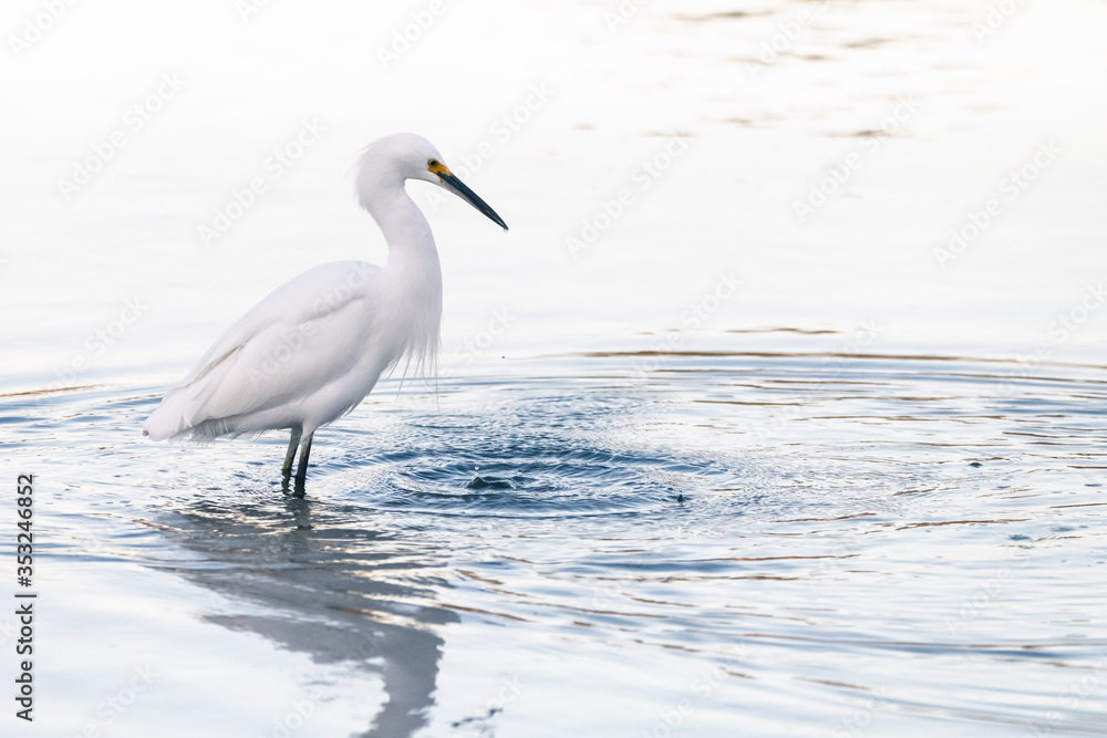Snowy Egret Snowy Egret