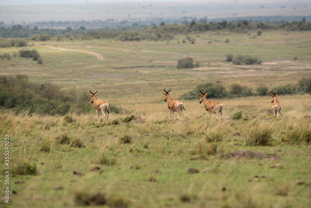 Obraz premium Hartebeests being alert after seeing a predator nearby at Masai Mara, Kenya