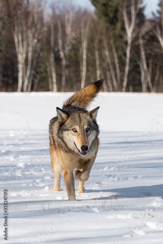 Grey Wolf (Canis lupus) Trots Forward in Field Tail Up Winter