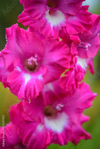 Crimson gladiolus flower in the garden on the background of summer green grass. Selective focus